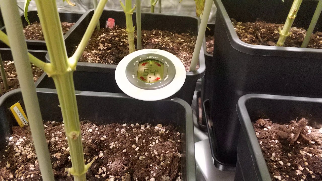 9 - Wappa de Paradise Seeds en interior | Wappa of Paradise Seeds indoor | D&iacute;a 45 floraci&oacute;n