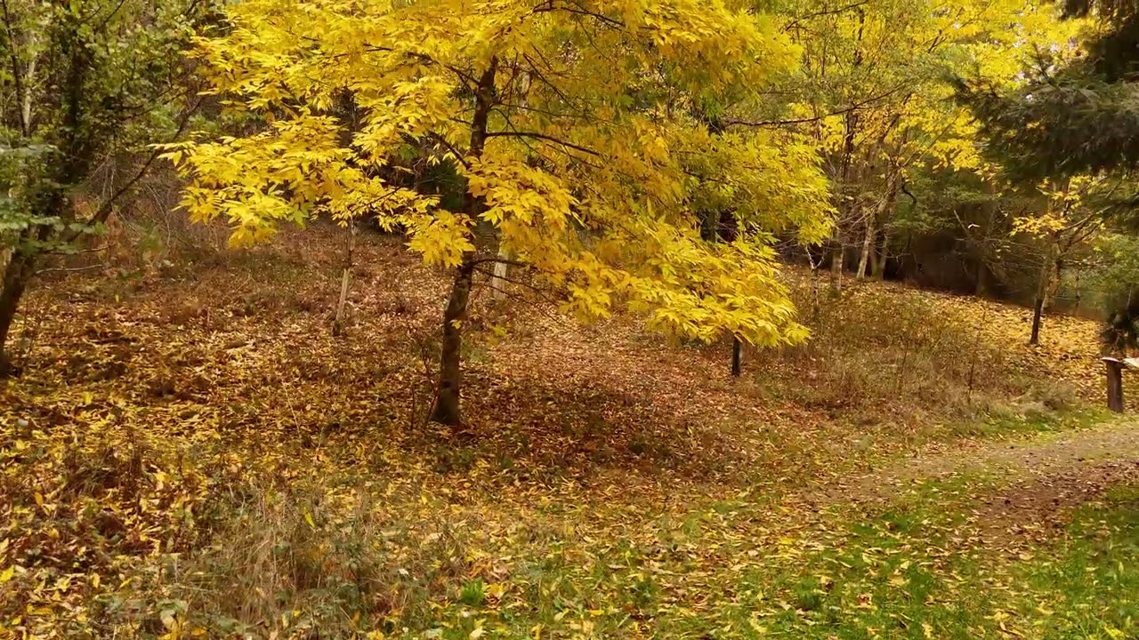 Automne hiver with Mark Knopfler (Nothing but rain)