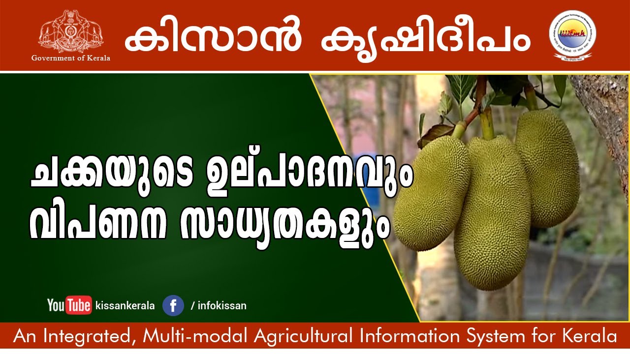 Potentials of jack fruit cultivation and its value addition prospects - episode 638