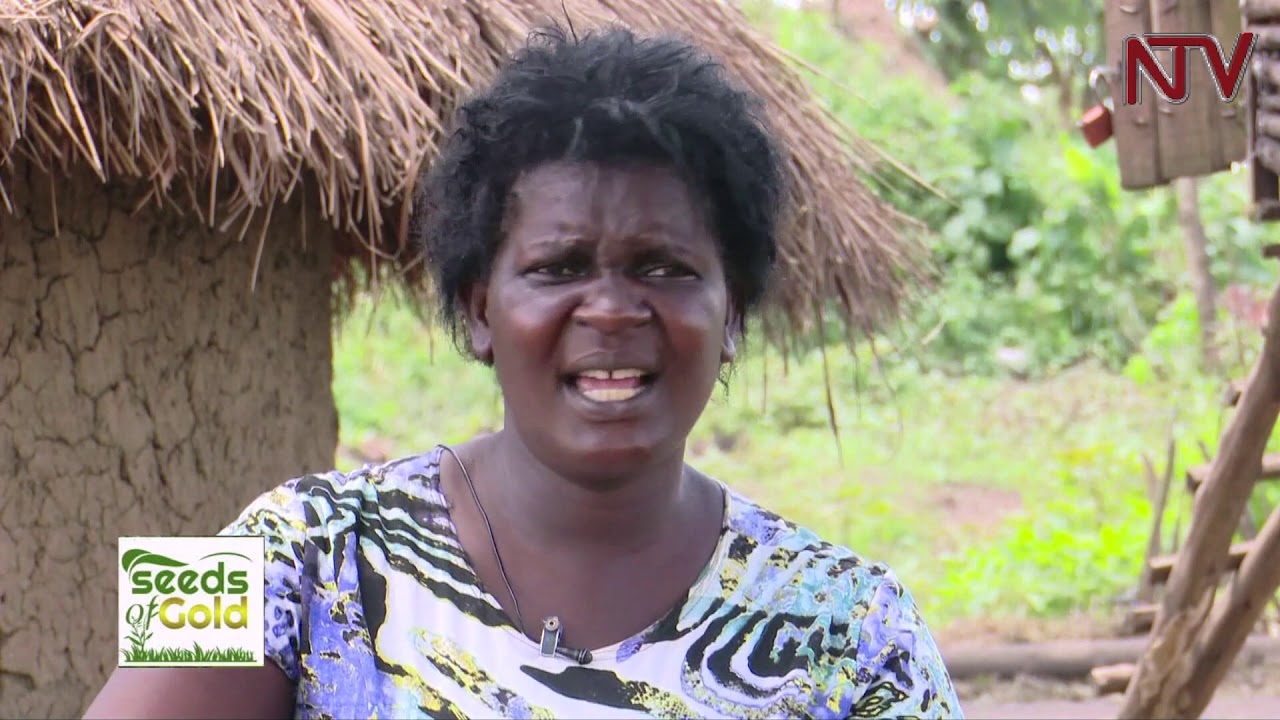 SEEDS OF GOLD: Growing and making profit from cassava