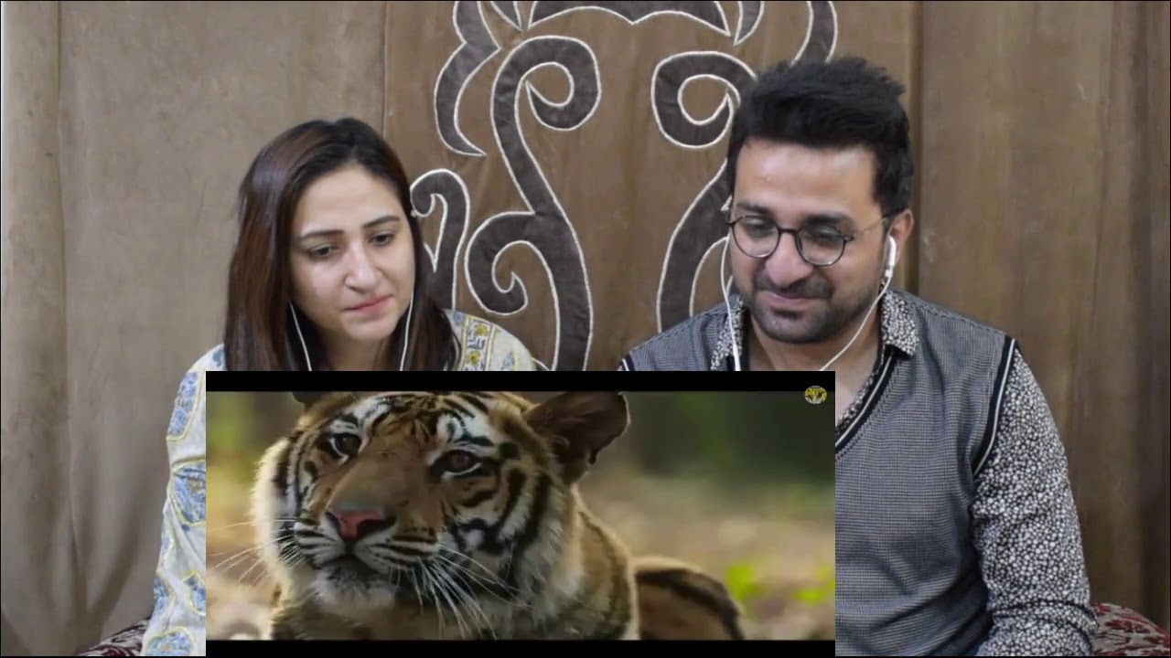 Pakistani Reacts to Bandhavgarh National Park And Tiger Reserve | MP Tourism