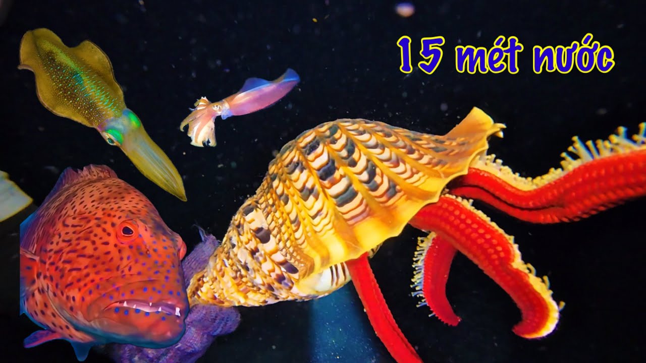 Lại Gặp Điểm !!! Lặn Xuống Vùng Biển Sâu Nhất Đại Dương Bắt Bạch Tuộc Cá Mú