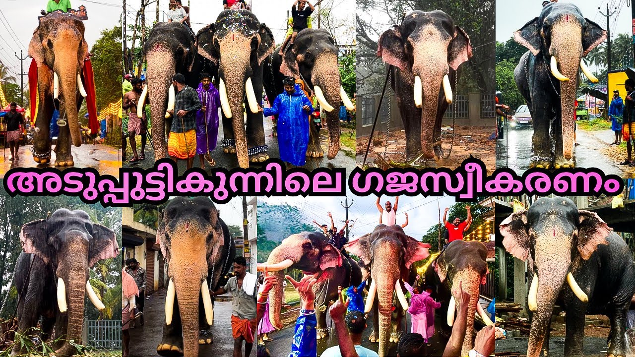 2025 അടുപ്പുട്ടിക്കുന്നിലെ ഗജസ്വീകരണം 🔥❤️‍🔥മഴയത്തും പരുപാടി കളറായി#keralaelephant #elephant#perunnal