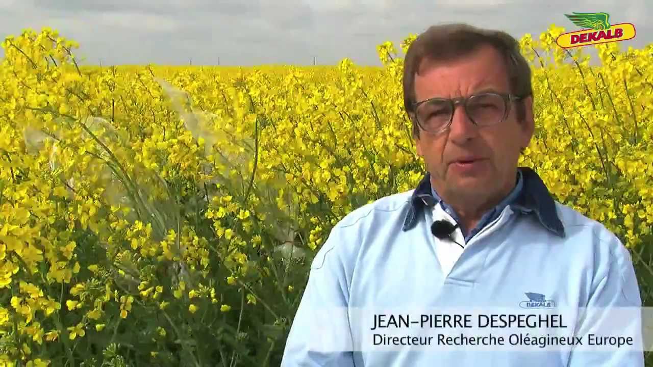 Hybrides de colza DEKALB r&eacute;sistants &agrave; l'&eacute;grenage