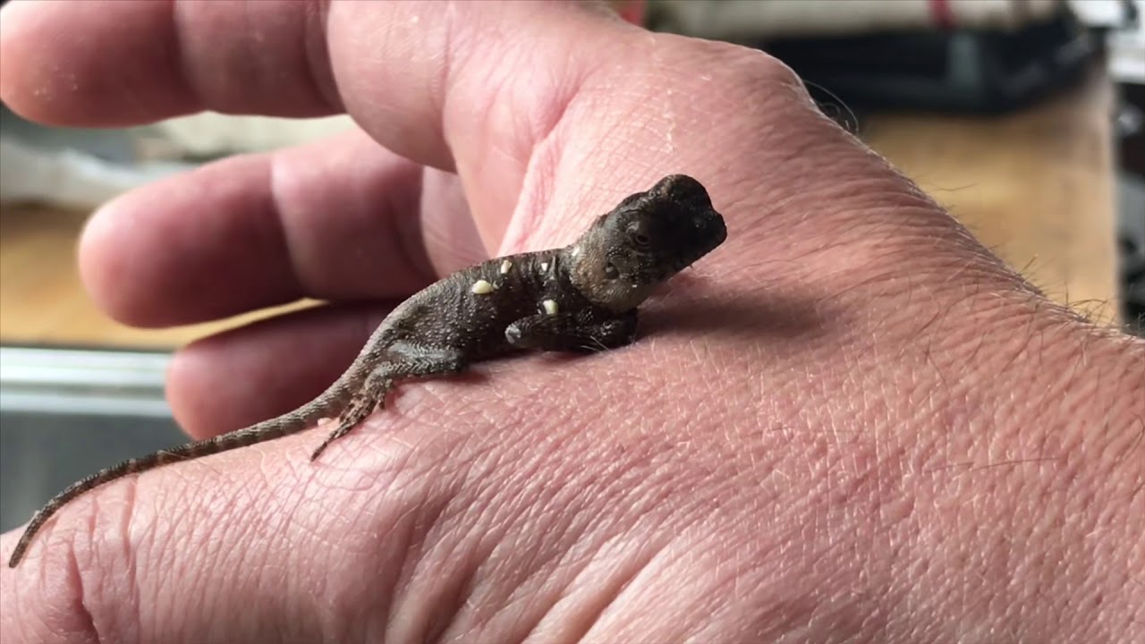 Mountain Horned Dragon Babies!!!! Acanthosaura capra hatchlings are here!!!