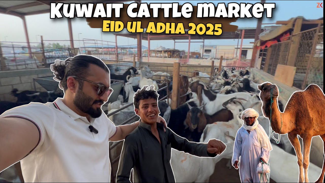 Bakra mandi in Kuwait - 2025 Eid Ul Adha