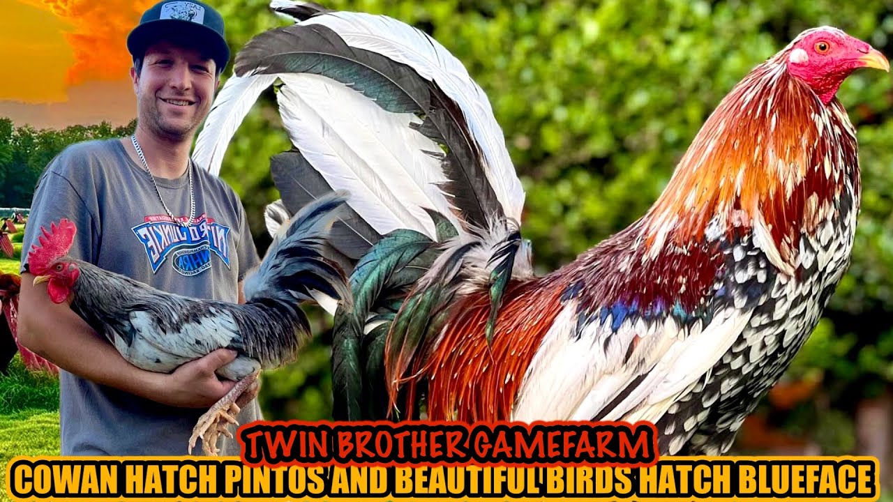 Cowan Hatch Pintos And Beautiful Birds Hatch Blueface ~ TWIN BROTHER GAMEFARM