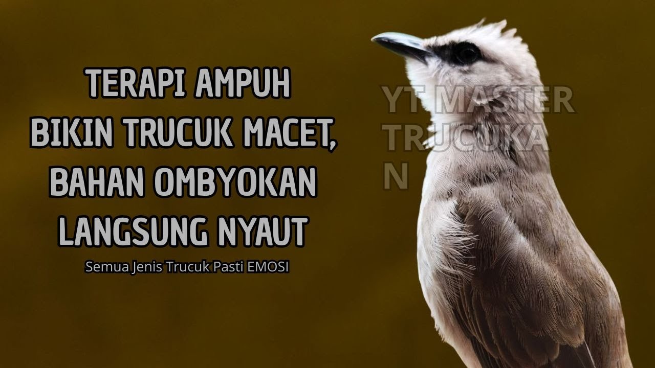 Trucukan GACOR ngalas ROPEL PANJANG suara alam AMPUH buat pancingan jadikan trucuk Gacor GARUDA