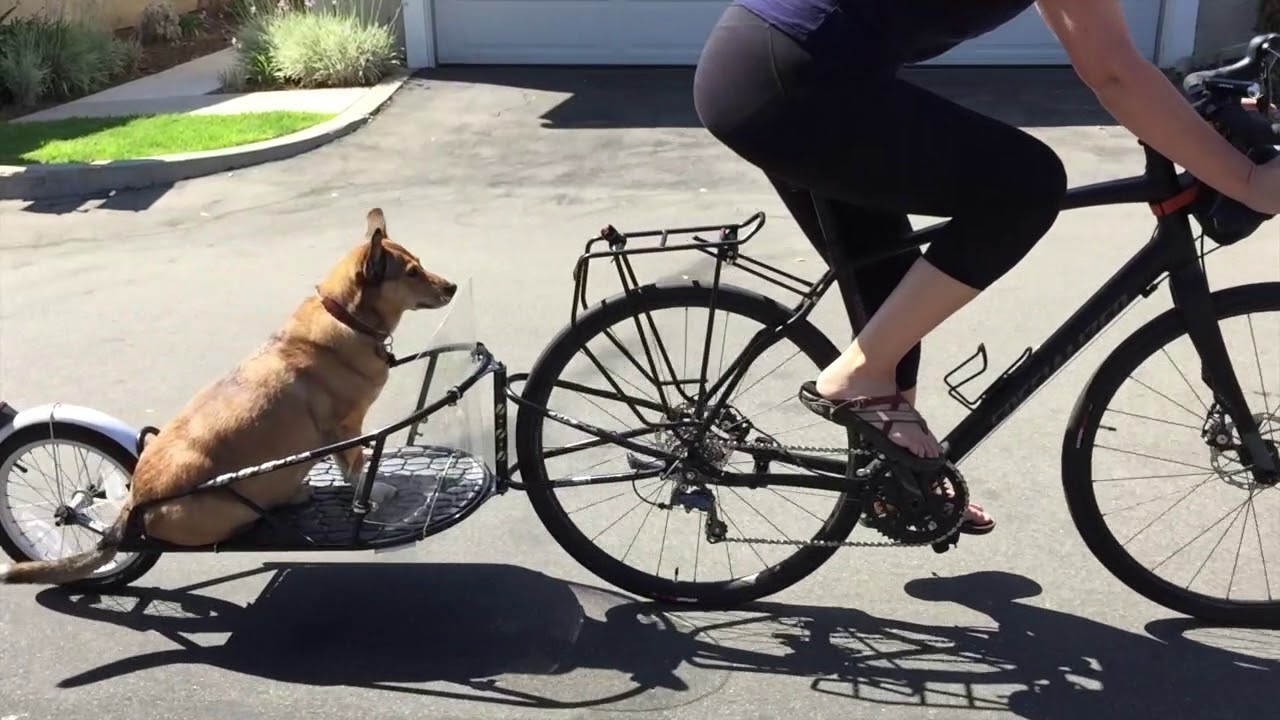 Zara & Her BOB Trailer