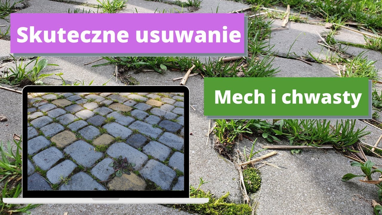 Chwasty i mech na kostce brukowej