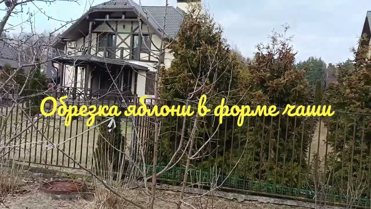 Как обрезать яблоню в форме чаши