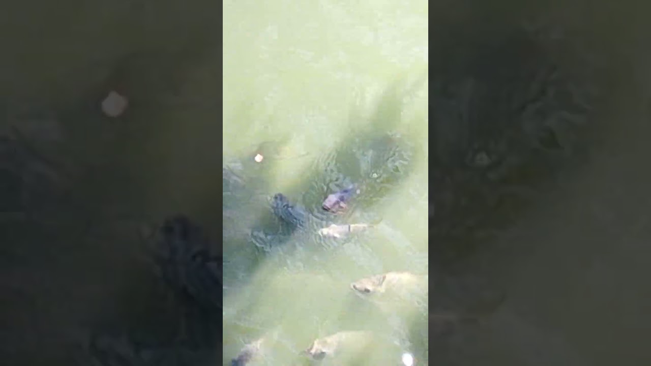 tilapia farming #highlights #moreviews2024 #moresubcriber #more #travel