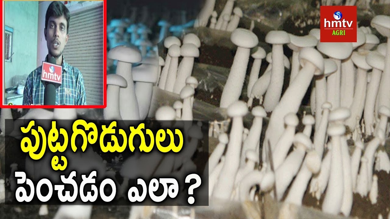 Mushroom Cultivation ( పుట్టగొడుగుల పెంపకం ) | Milky Mushroom Cultivation Success Story | hmtv Agri