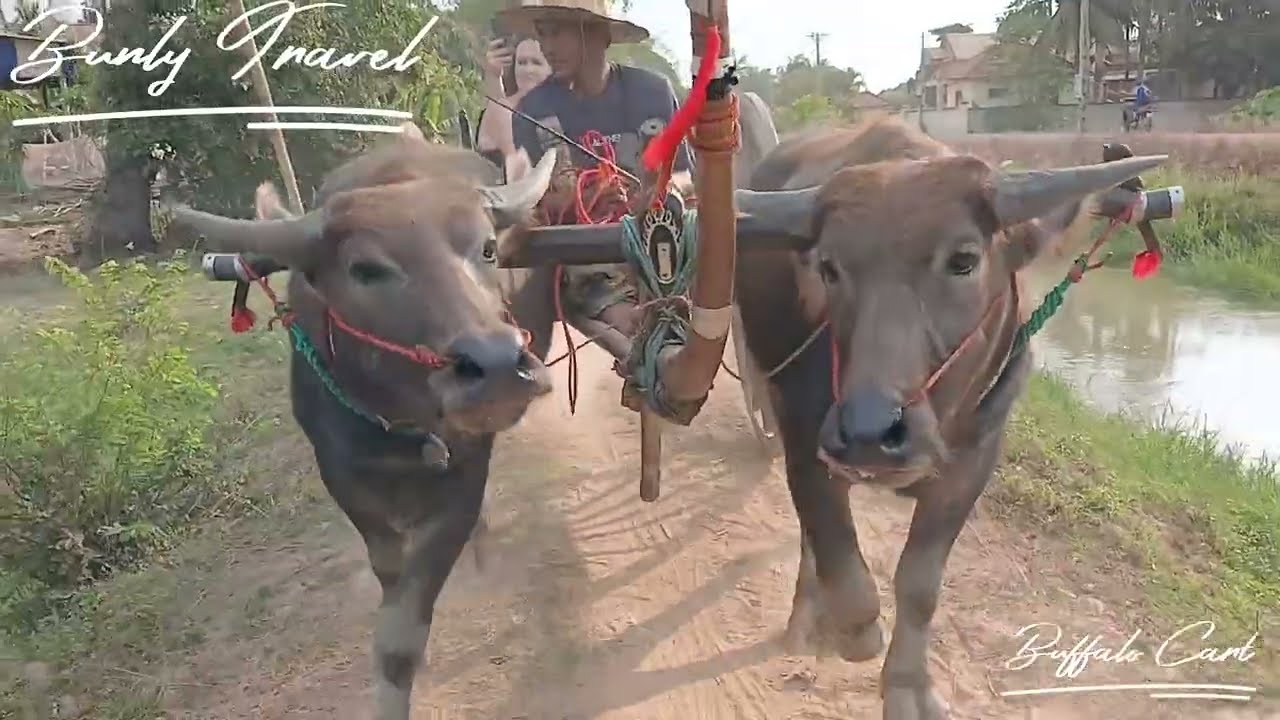 BUFFALO CART TOURS / COUNTRYSIDE TOURS