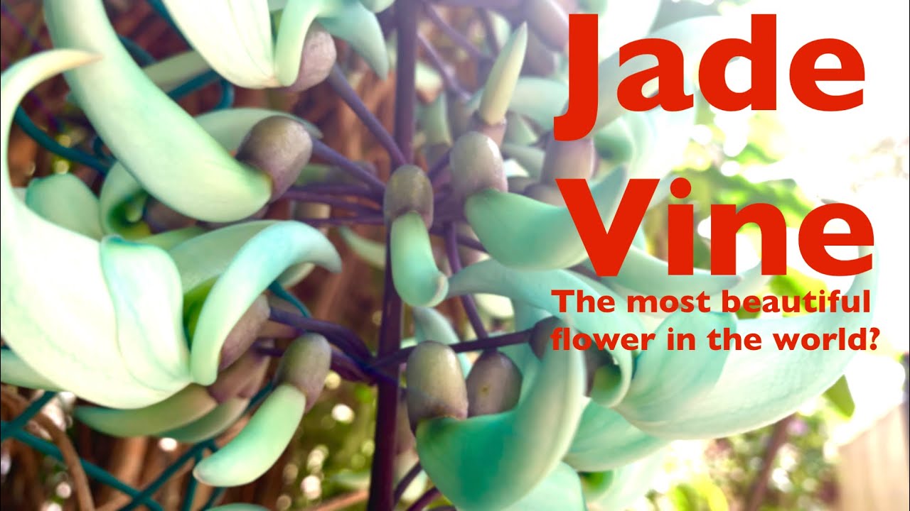 Jade Vine - the most beautiful flower in the world?