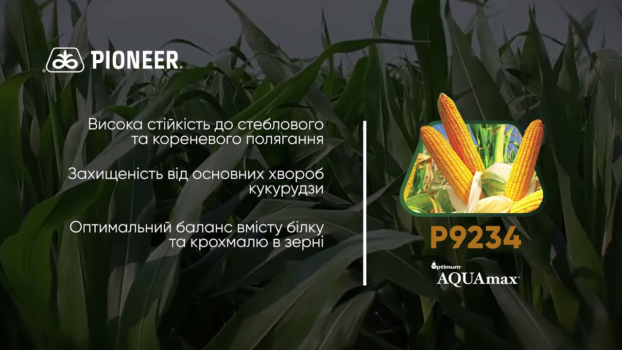 P9234 - середньостиглий гібрид кукурудзи Pioneer®