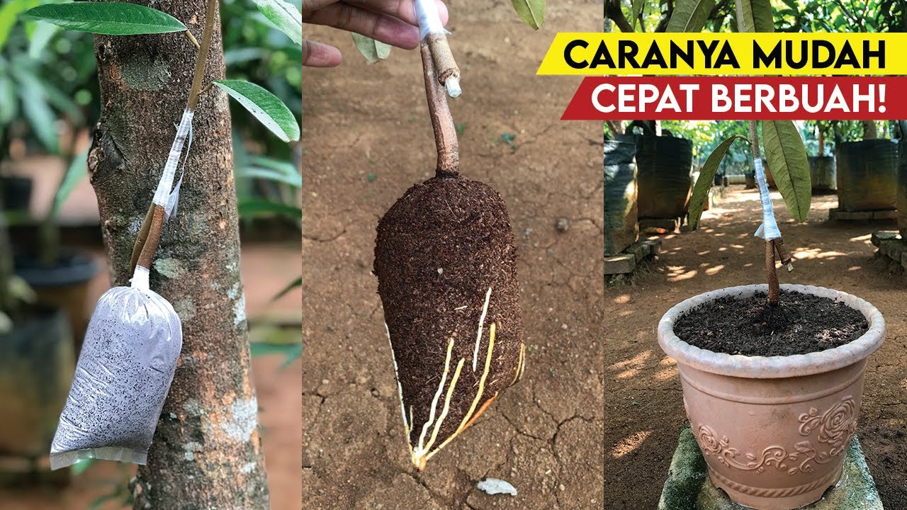 Самый простой способ сделать семена дуриана | Прививка дерева дуриана успешна на 100%!