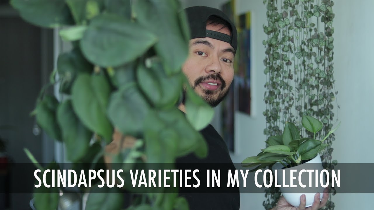 How to Care & Propagate Scindapsus Varieties | Houseplant Care Tips