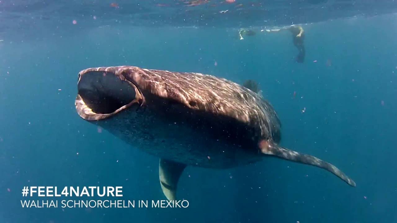 Walhai Schnorcheln in Mexiko