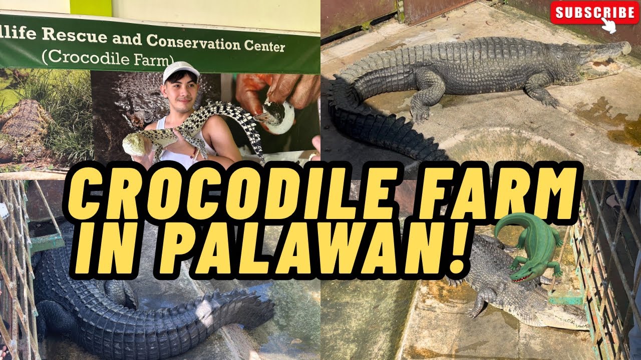 Inside Puerto Princesa Crocodile Farm | Palawan Wildlife Rescue & Conservation Center