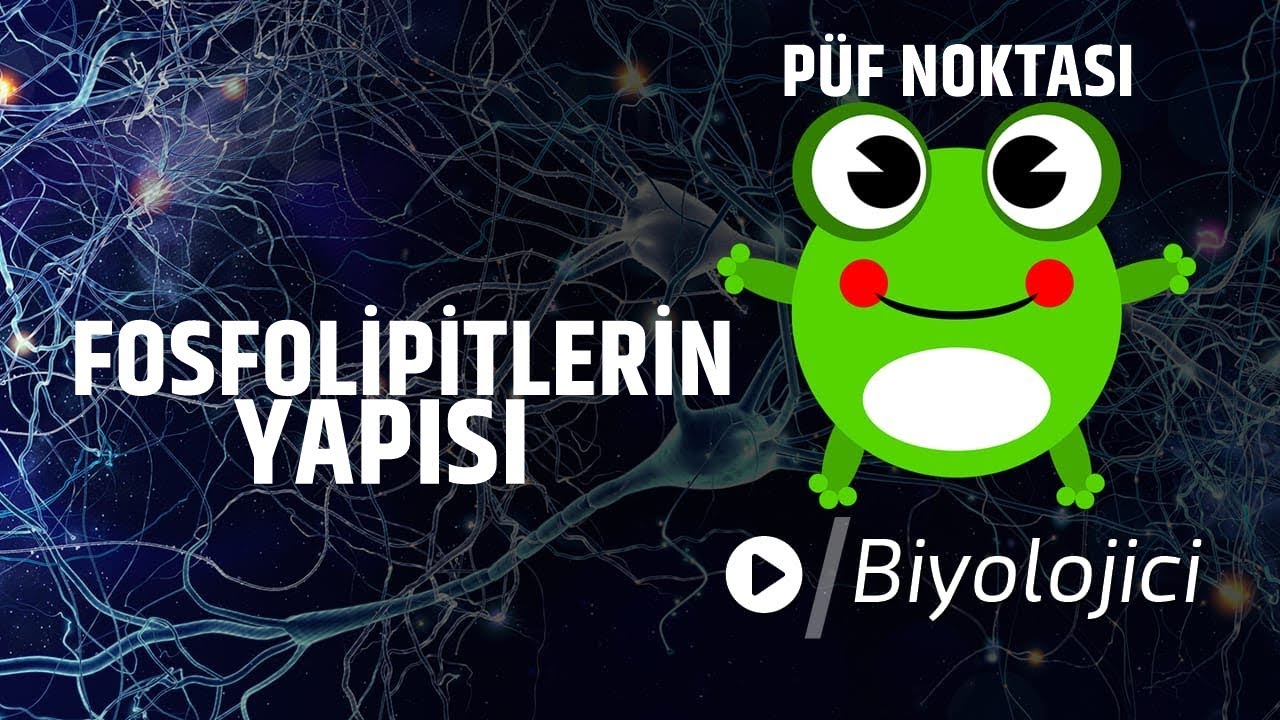 Fosfolipitlerin Yapısı