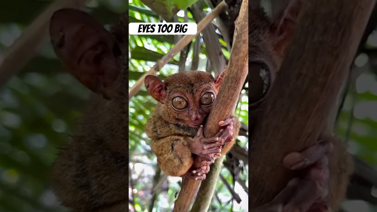 Meet the ghost monkey 👻🐒