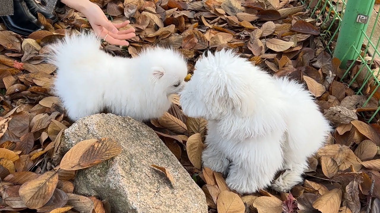 광활한 자연의 휴식 공간 애견카페에 다녀왔어요 / 고양 플랜테이션