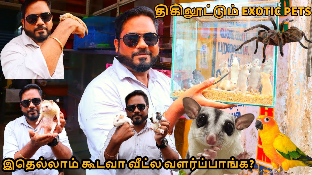 EXOTIC PET SHOP IN CHENNAI