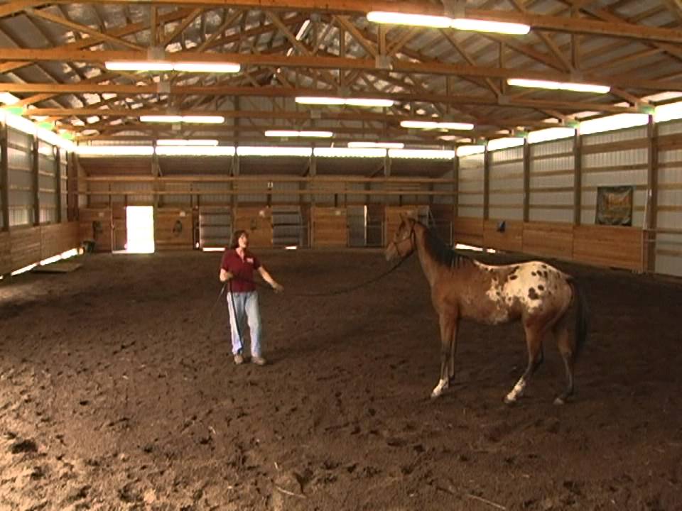 Teaching a Horse to Lunge | Holistic Horse Trainer Missy Wryn