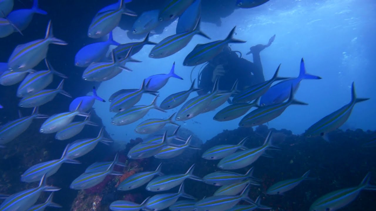 Dive Site 
