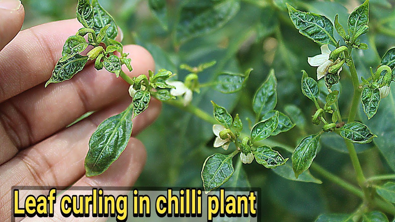 Mirch ki pattiyan mudane ka organic ilaaj :: leaf curl disease of chilli
