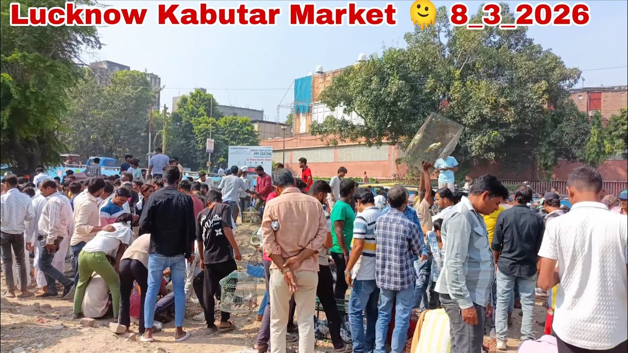 Lucknow Kabutar Market 🫠 8_3_26 Nakkhas Kabutar Mandi New video 