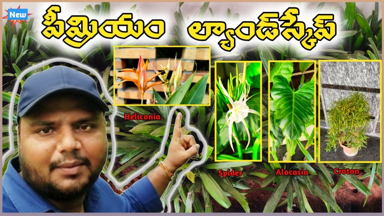 గార్డెన్ మొక్కలు మీ ఇంటి లుక్ మార్చేస్తాయి 😍 | Calathea, Alocasia, Snake #asplants #landscapeplants