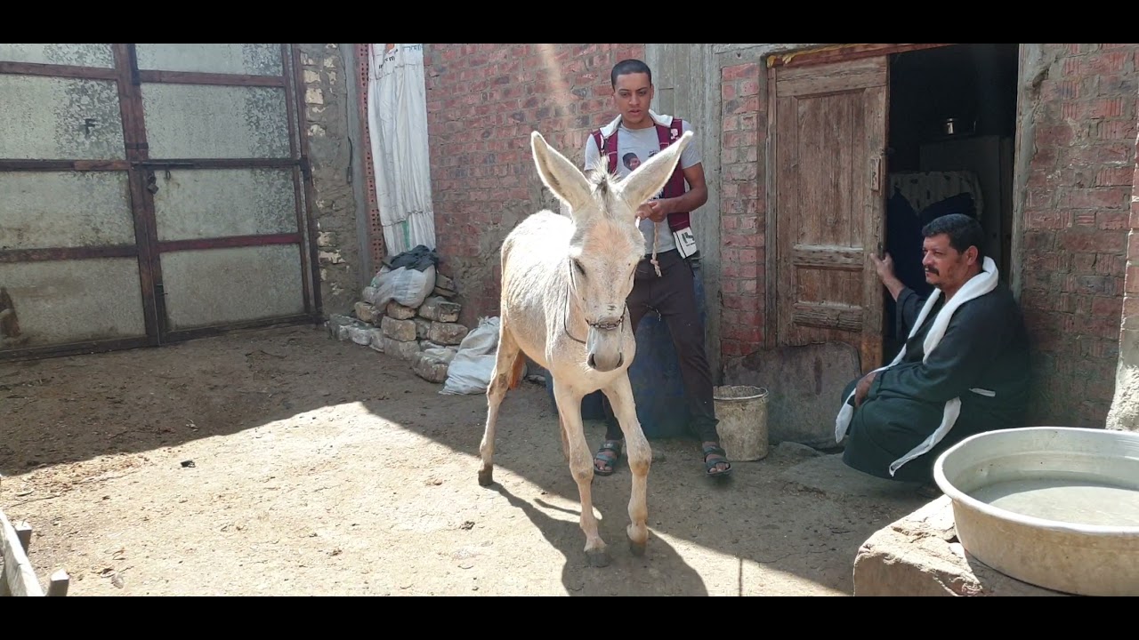 اسعار الحمير 