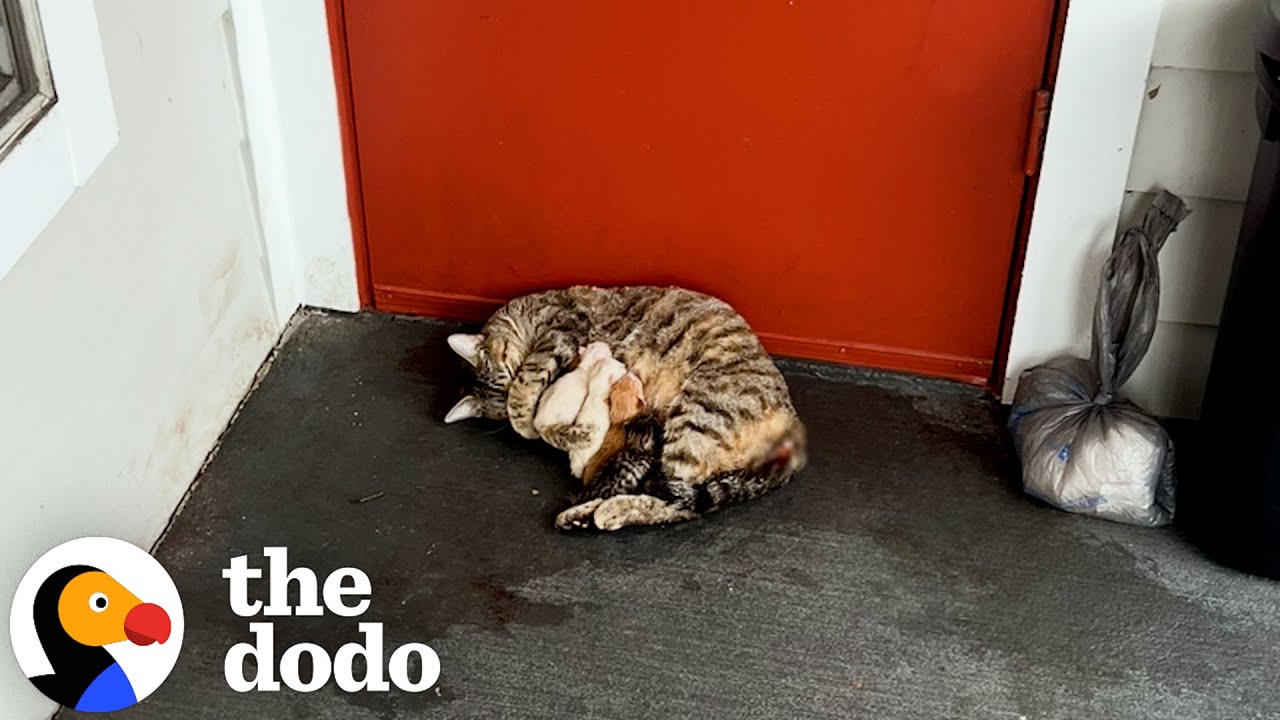 Девочка нашла кошку и её шестерых новорождённых котят в День святого Валентина | The Dodo