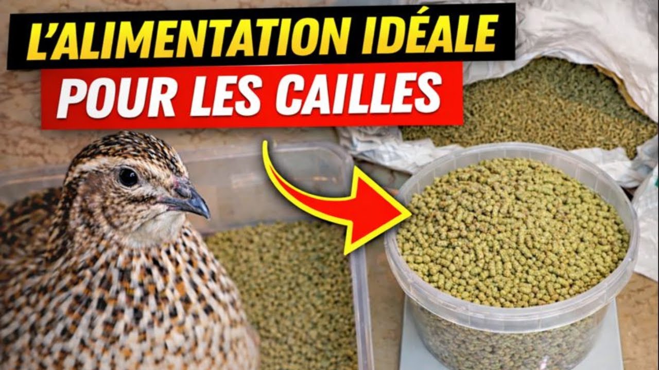 L’alimentation idéale des cailles : erreurs à éviter et ration parfaite