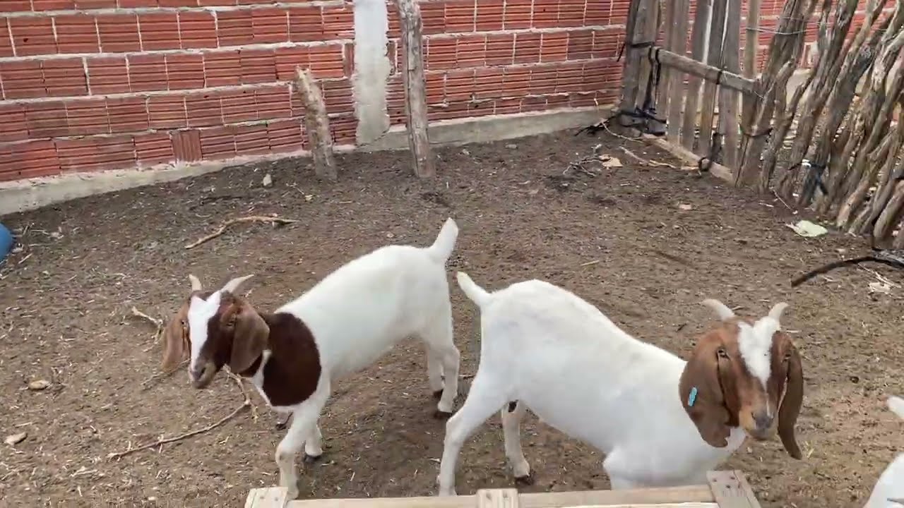 Alimentando cabras da Raça BOER 