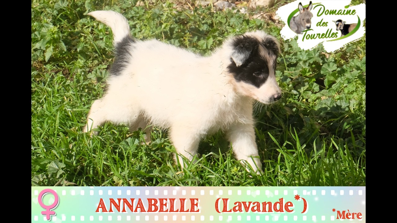Diaporama de ANNABELLE (femelle de LAVANDE* - 2025/2026)