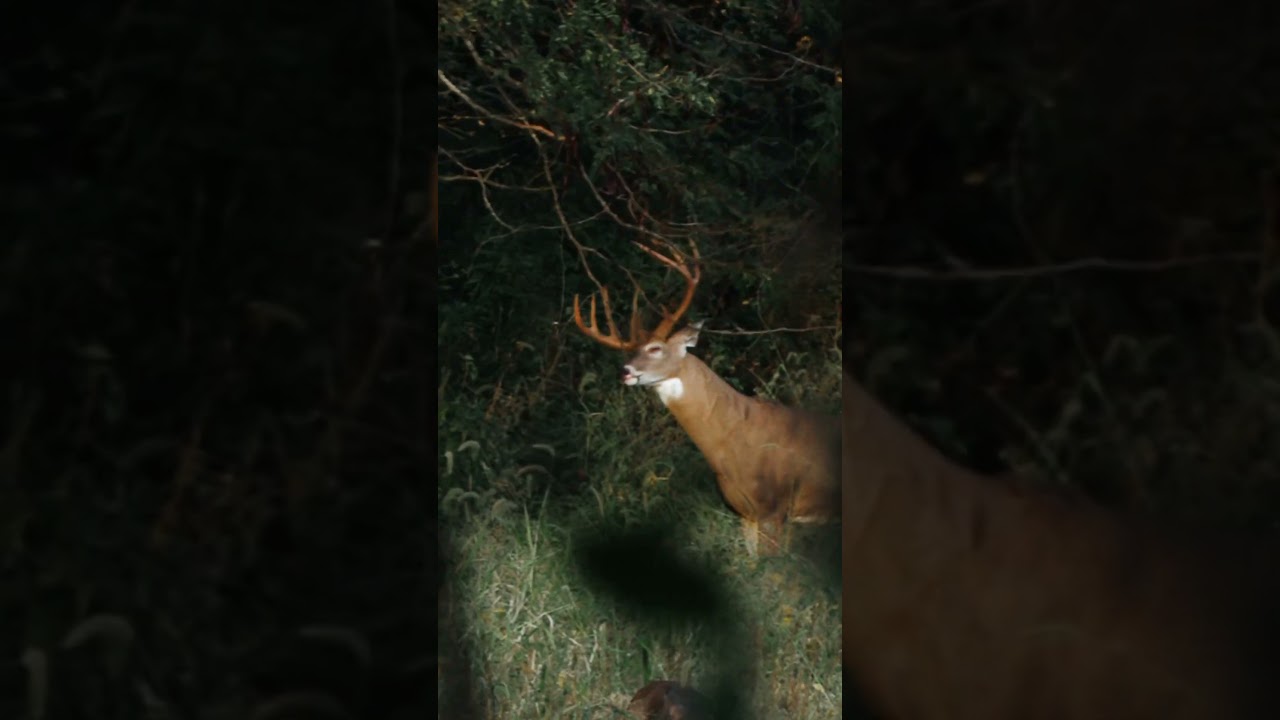 Public Land Giant Working A Scrape, Big Bucks In Iowa #hunting #deerhunting