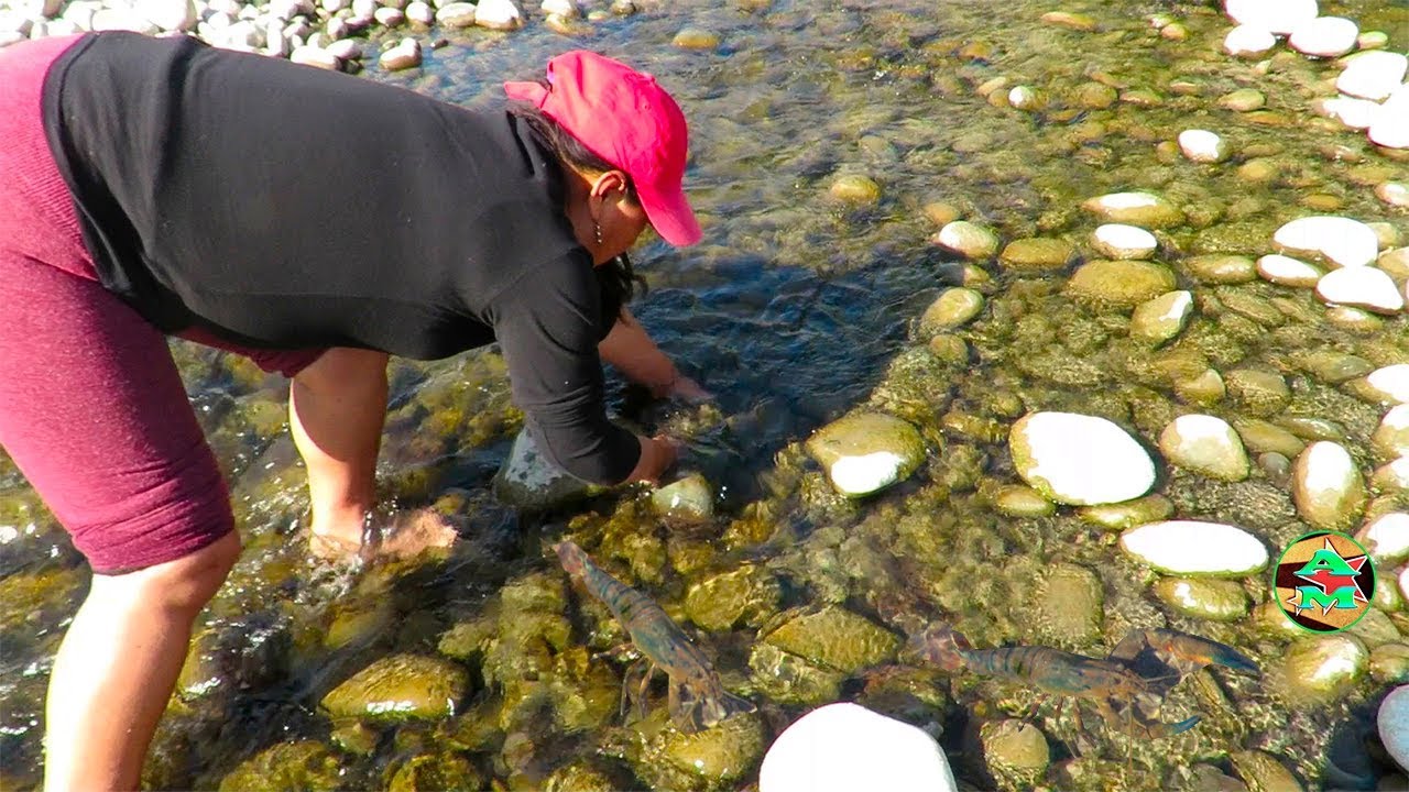MIRA ASÍ PESCA ESTA MUJER CAMARONES GRANDES EN RÍO Utilizando Las Manos