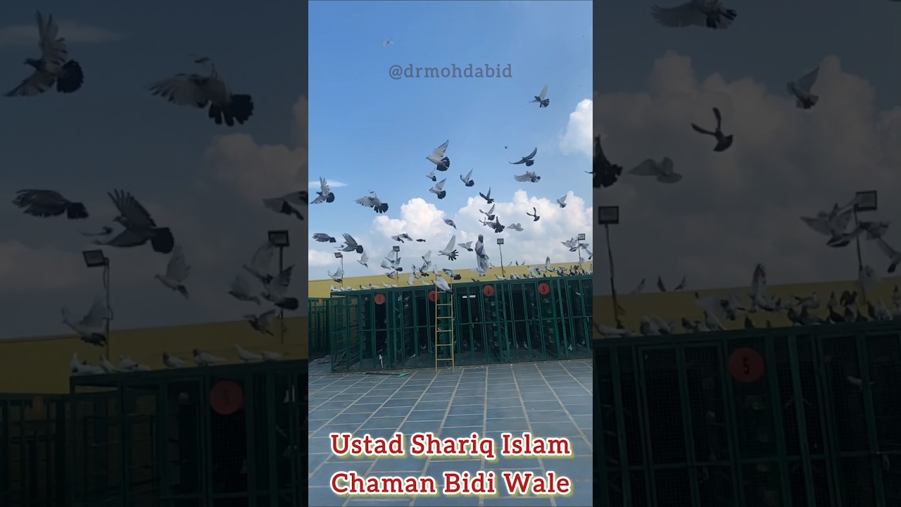 Hai Thaan Liya Hamne | Chaman Bidi Wale #pigeon #shorts #latest
