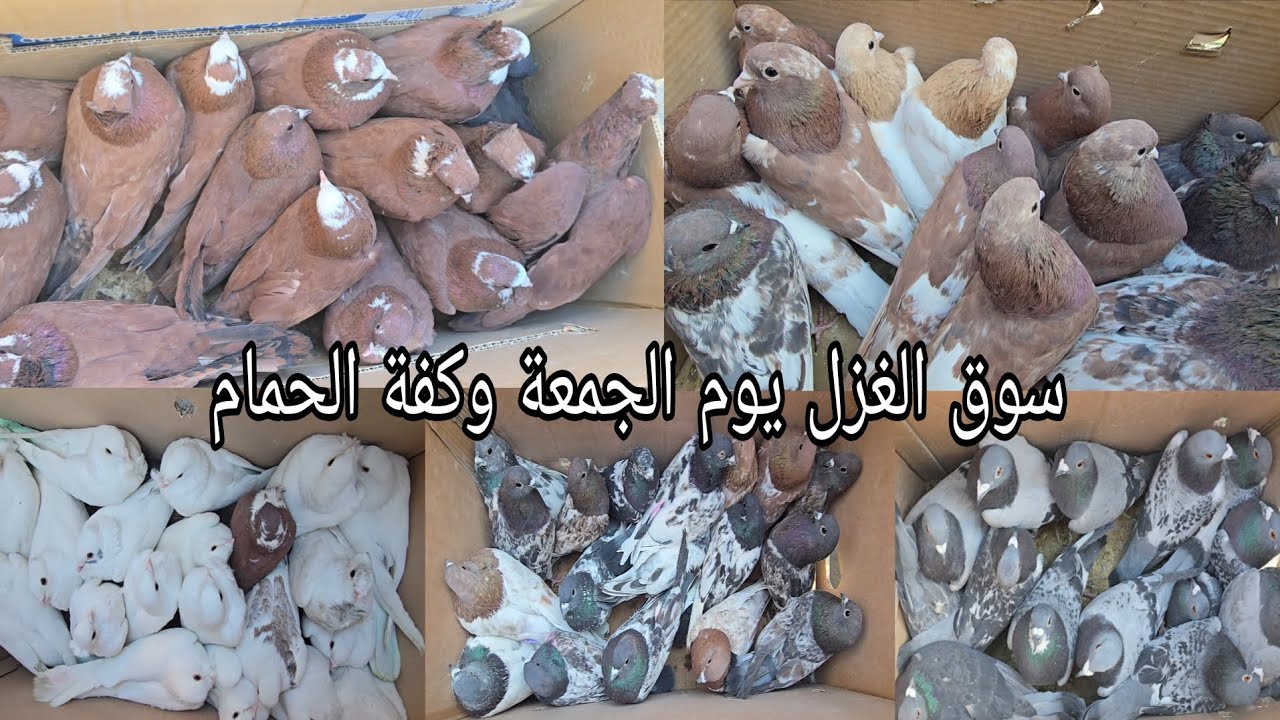 سوق الغزل يوم الجمعة الوكفة الخاصة بالحمام مطيار وحمام زينة 2026/3/6