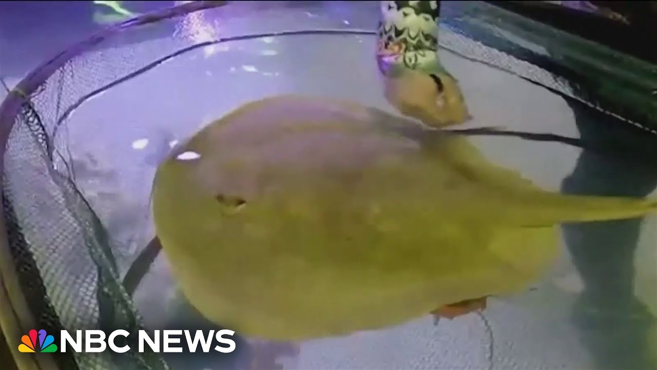 Stingray’s virgin pregnancy has scientists speculating