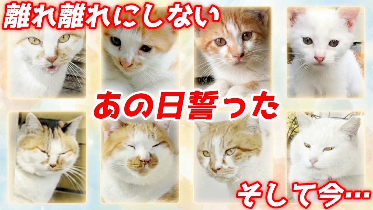 【感動】あの時三毛猫家族を離れ離れにさせたくなかった！…そして5年後の奇跡［三毛母猫と子猫］