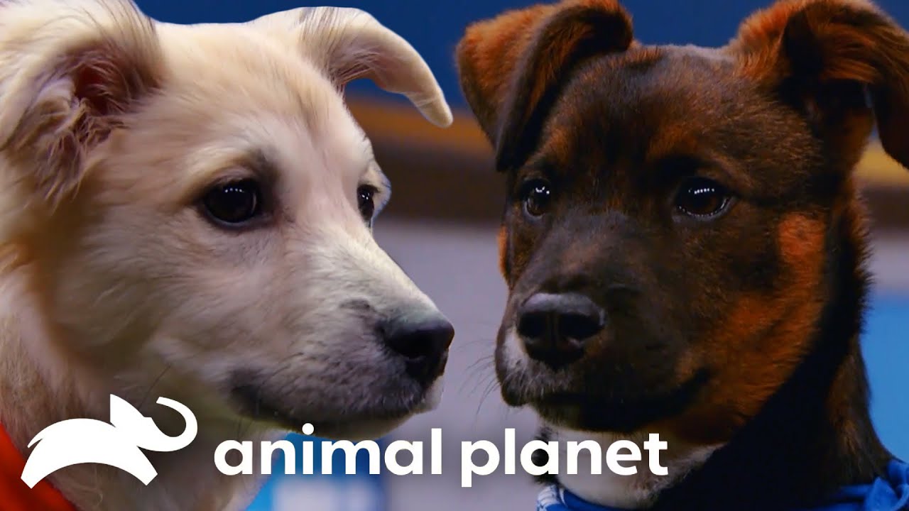 Unenthusiastic Puppy Players | Puppy Bowl | Animal Planet