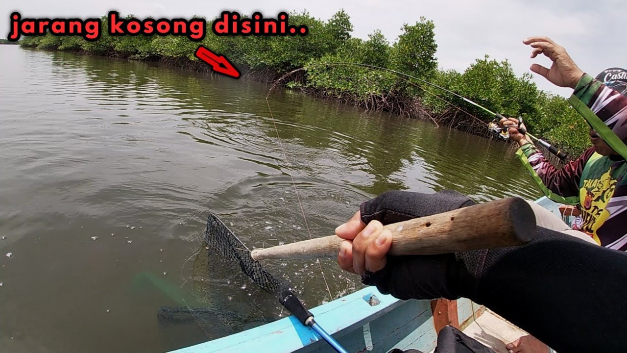 Barramundi..!! Mancing ngoncer kakap putih penunggu akar bakau