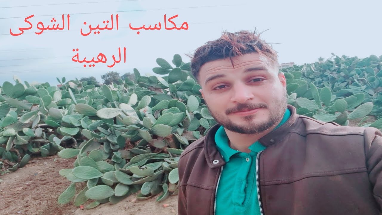 ازاى تزرع ١٠٠ فدان تين شوكى