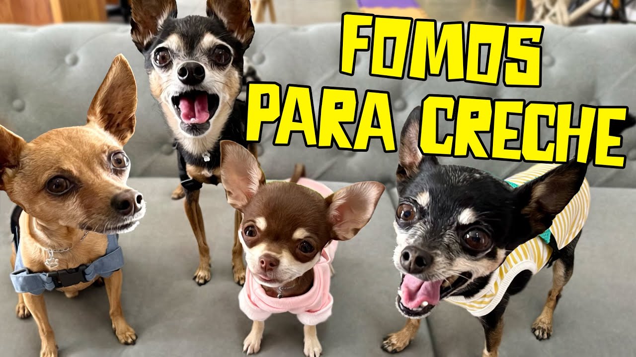 FOMOS PARA UMA CRECHE DE CÃES E RECEBEMOS BOLETIM DE COMPORTAMENTO!