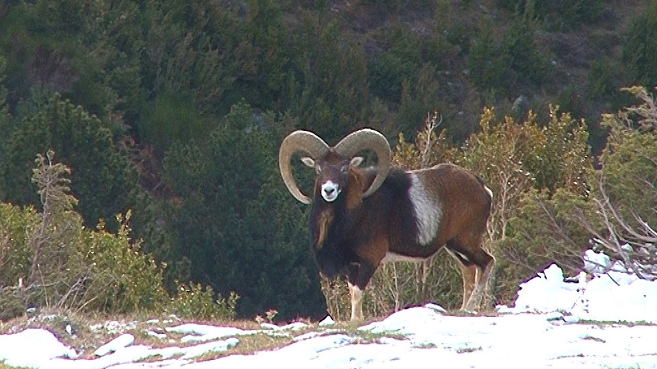 MOUFLON IN THE SPANISH PYRENEES