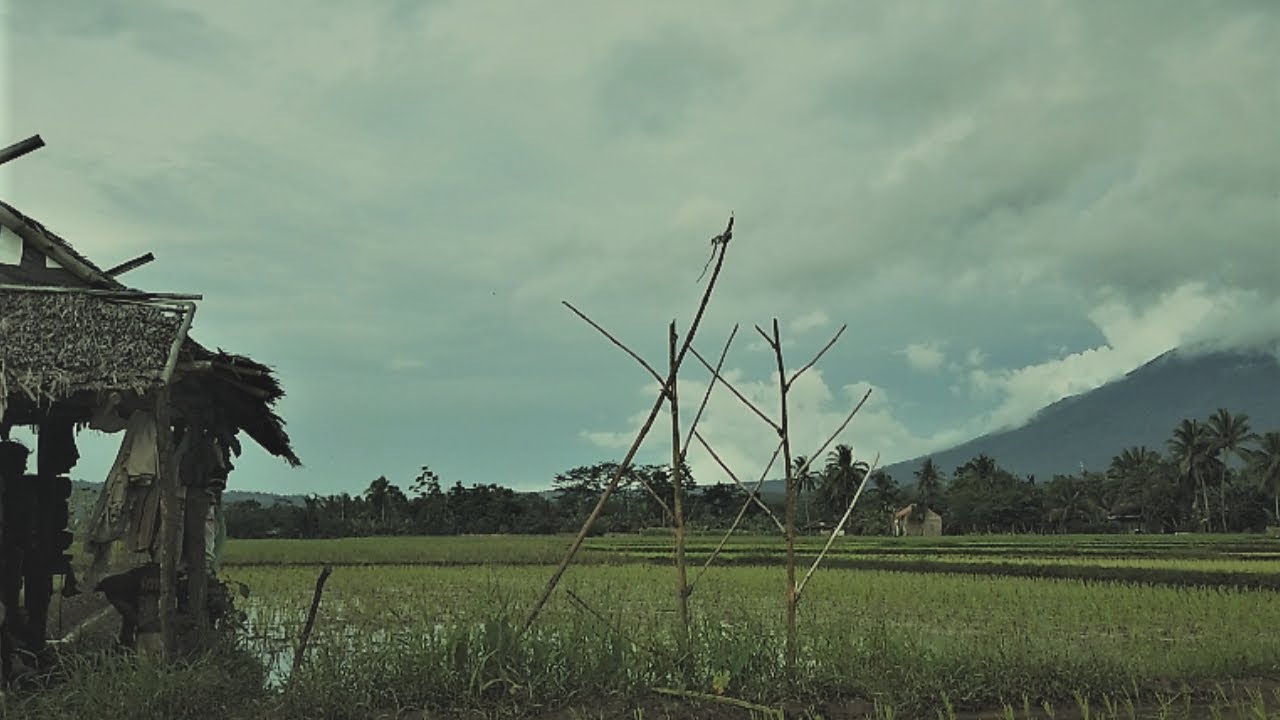 Indahnya Pemandangan Sawah di Desa | Keliling Kampung